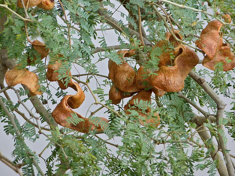 File:Winter Thorn (Faidherbia albida) pods (11887672376).jpg