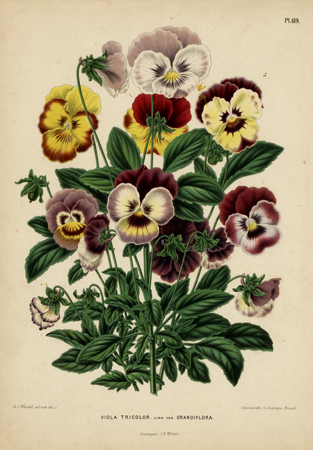 Pl. 69: VIOLA TRICOLOR Linn. var. GRANDIFLORA