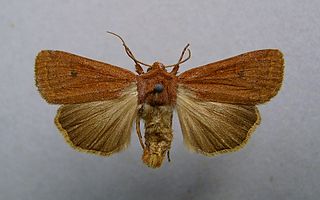 <i>Xestia castanea</i> Species of moth