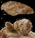 Miniatuur voor Bestand:Yamaceratops MPC-D 100 553 skull (2).png