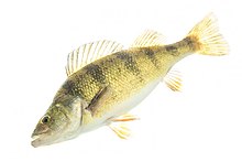 Yellow perch.jpg