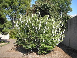 <i>Wish Tree for Washington, DC</i> Artwork by Yoko Ono