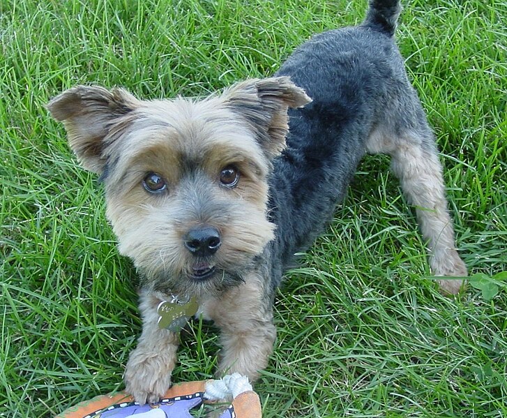 File:Yorkshire Terrier playing grass.JPG