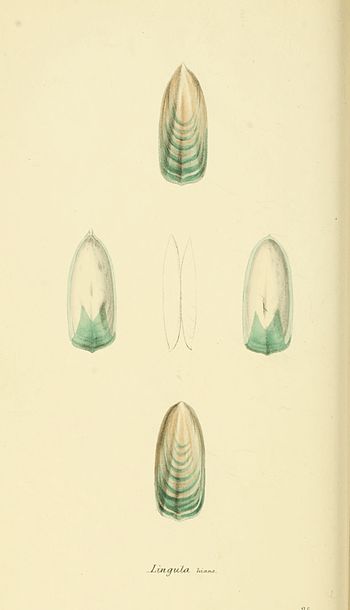 Plate 25.