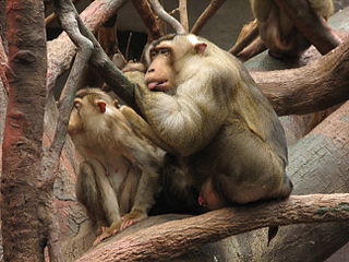 Southern pig-tailed macaque Species of mammal