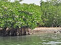 * Nomination Mangrove Île du Saloum au Sénégal --Ourytima 11:36, 24 February 2023 (UTC) * Decline  Oppose Posterized. --Fabian Roudra Baroi 05:22, 27 February 2023 (UTC)