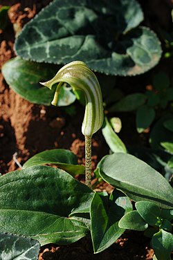 Αρίσαρον το κοινό (Arisarum vulgare) (λυχναράκι), Κοντά στο Τρίκερι, Νότιο Πήλιο, Μαγνησία, 31-01-2008