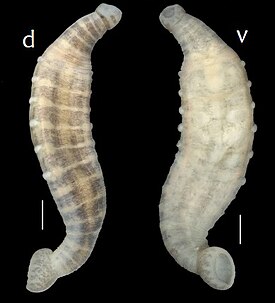 Под буквой d изображение спинной (dorsal) стороны, под буквой v — брюшной (ventral). Шкала изображает отрезок в 1 мм.