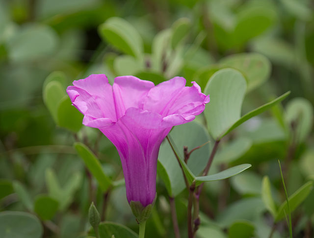 une fleur rose, vue latérale montrant les sépales