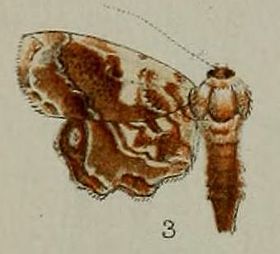 Aeolopetra phoenicobapta