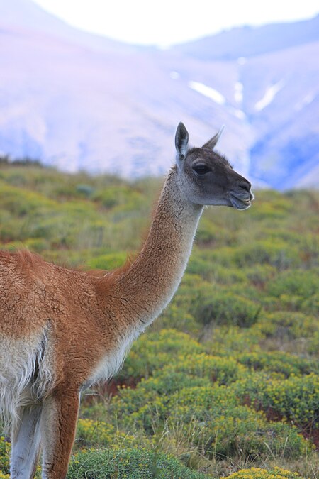 Tập_tin:169_-_Torres_del_Paines_-_Guanaco_-_Janvier_2010.JPG