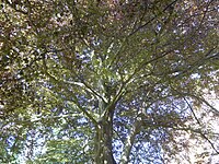 Copper beech in the garden of the Henriettenstiftung