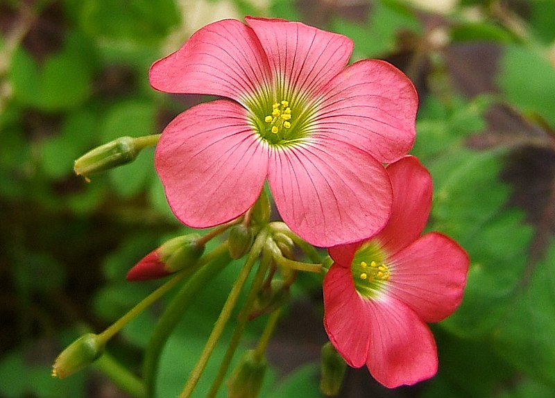 File:2007-07-01Oxalis tetraphylla02.jpg