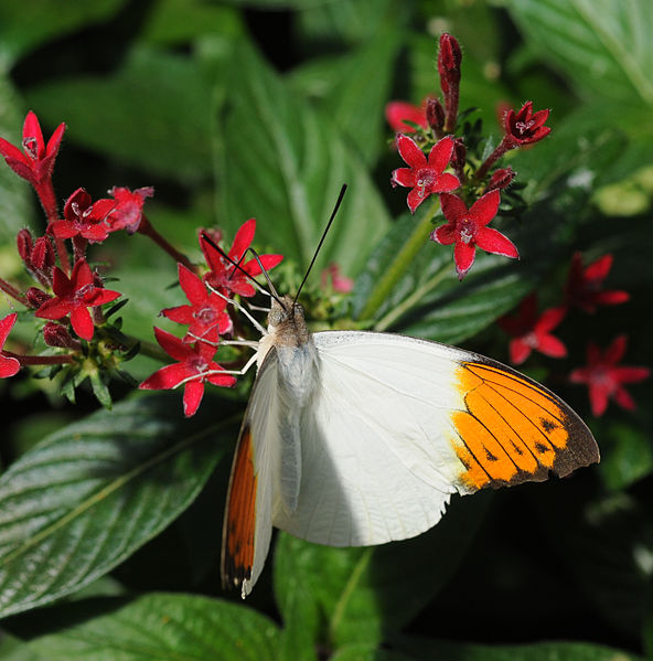 File:2011-04-25-lepidoptera-hunawihr-7.jpg