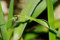 * Nomination: Dew droplet. --ComputerHotline 11:31, 11 September 2011 (UTC) * * Review needed