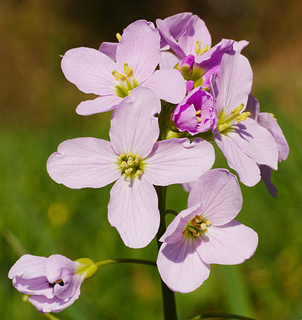 圖為一株草甸碎米薺（Cardamine pratensis），攝於德國巴登-符騰堡曼海姆-內卡勞的一個森林公園內。