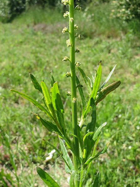 File:20140517Reseda luteola3.jpg