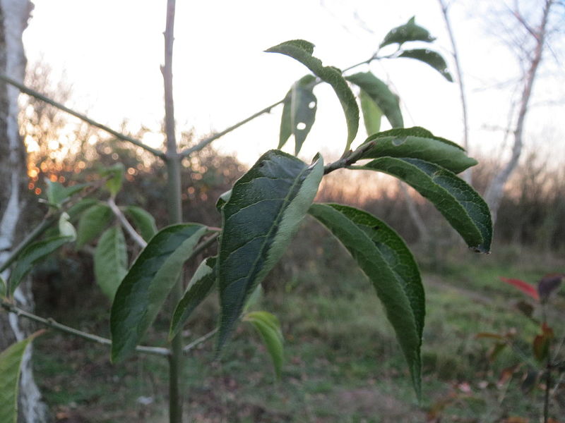 File:20151203Euonymus europaeus3.jpg