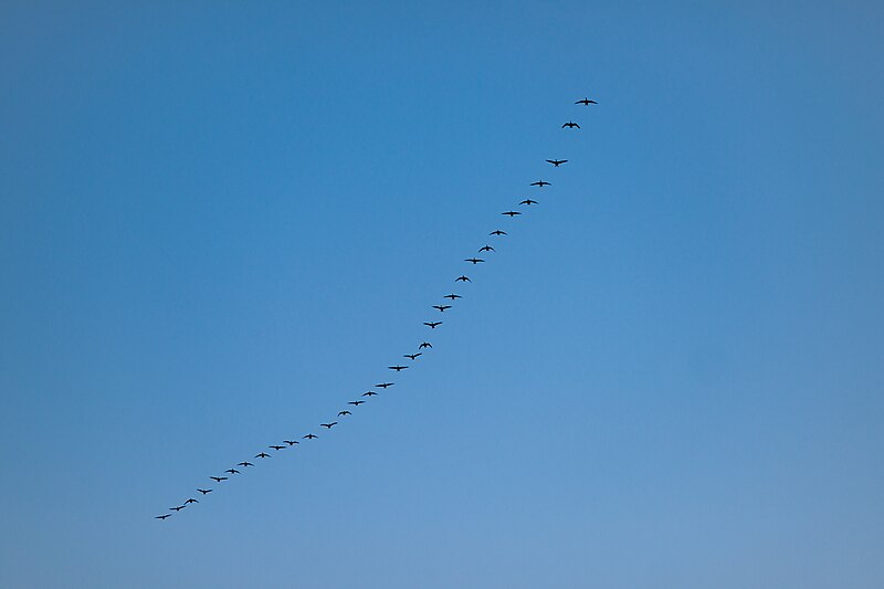 File:20160911 geese birdMigration BirdsInFlight DSC08988 PtrQs.jpg