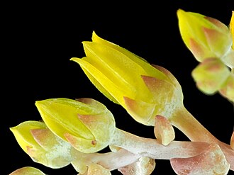 Detail of the flowers. 2017-06-17-14.05.23 ZS PMax Dudleya caespitosa-1 - Flickr - John Rusk.jpg