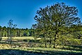 Deutsch: Der Heidesee ist ein 5,2 ha großes Naturschutzgebiet südwestlich von Coesfeld in Nordrhein-Westfalen mit der Kennung COE-012. Mittelpunkt des Areals ist ein flacher Heideweiher gleichen Namens, der von Bruchwald und offener Heidelandschaft umgeben ist. Der Ursprung des Gewässers geht auf die letzte Eiszeit zurück. Es wird vermutet, dass es sich bei der Senke des Heidesees um eine ausgeblasene Flugsanddecke handelt. English: Nature reserve Heidesee, Coesfeld, Germany. This is a picture of the protected area listed at WDPA under the ID 163591