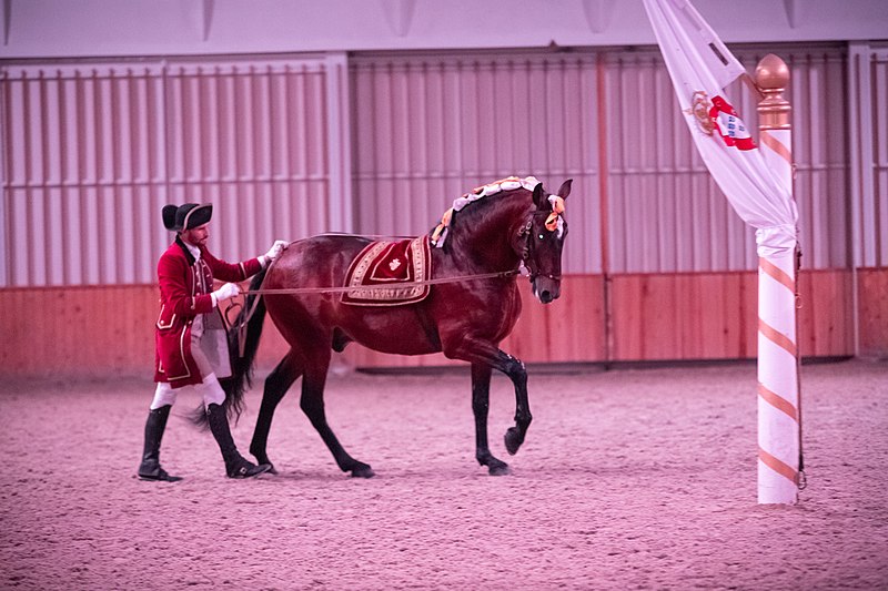 File:22 11 2022 Visita à Escola Portuguesa de Arte Equestre (52518748570).jpg