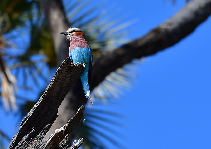 File:33026- lilac-breasted roller.jpg