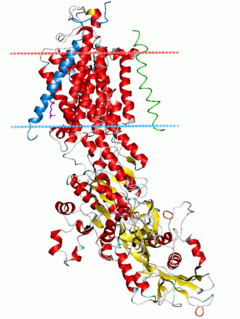 Na<sup>+</sup>/K<sup>+</sup>-ATPase