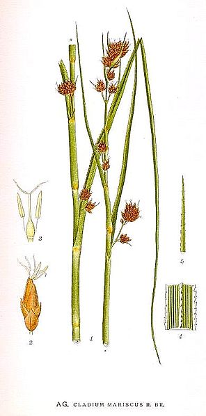 File:427 Cladium mariscus.jpg