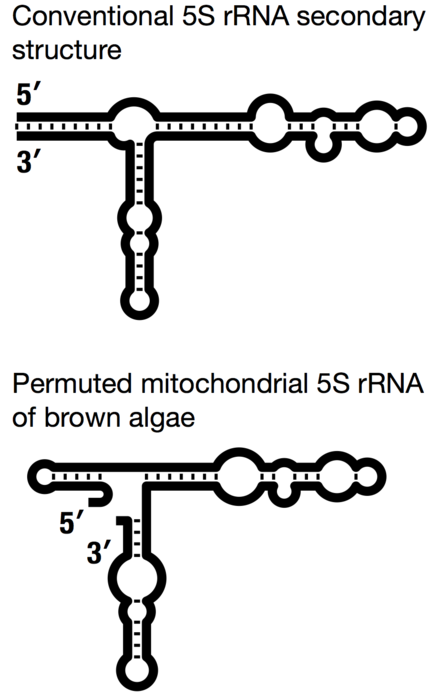 Figure 4: Comparison of the conventional and permuted secondary structure models of 5S rRNA.