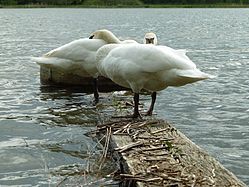 (NSG:BW-4.150)_Gutershofer Weiher, Mittagsschläfle (Mittagsschlaf) bei mäßigem Wellengang und unruhiger See