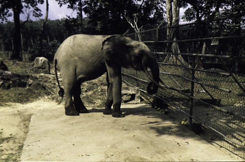 File:ASC Leiden - F. van der Kraaij Collection - 14 - 13 - A baby African elephant Loxodonta cyclotis - Tubman Zoo, Totota, Bong County, Liberia - 1977-1978.tiff