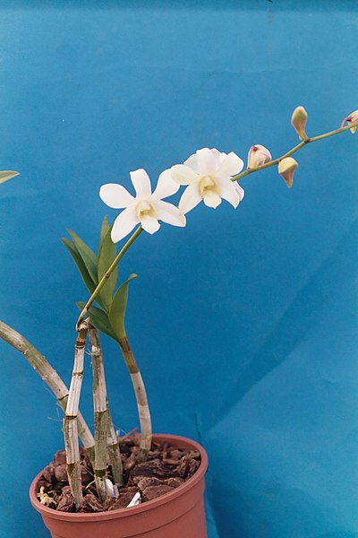 File:A and B Larsen orchids - Dendrobium Jaquelyn Thomas x Singapore White 1086-5.JPG