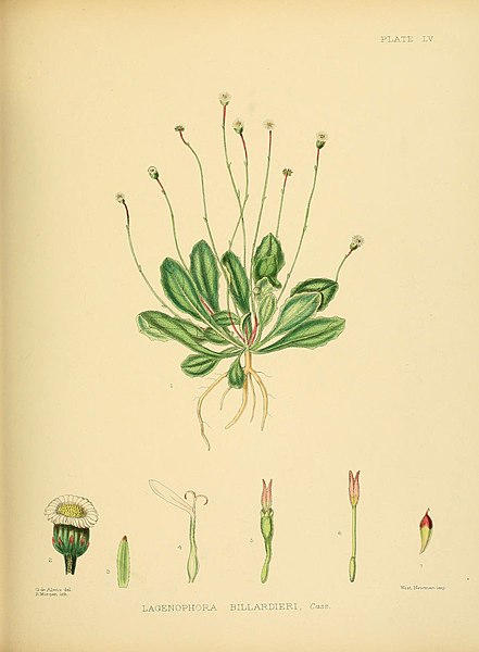 File:A hand-book to the flora of Ceylon (Plate LV) (6430651385).jpg