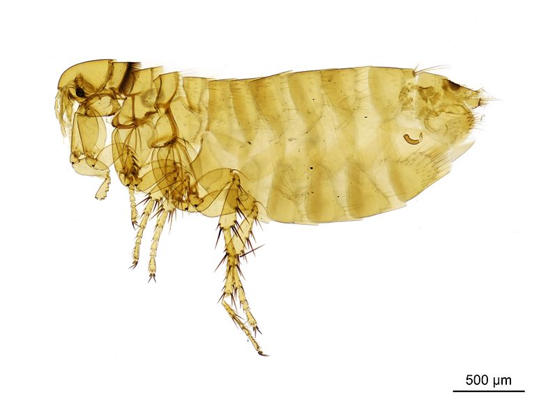 File:A housemartin flea - Ceratophyllus Ceratophyllus rusticus Wagner, 1903.jpg