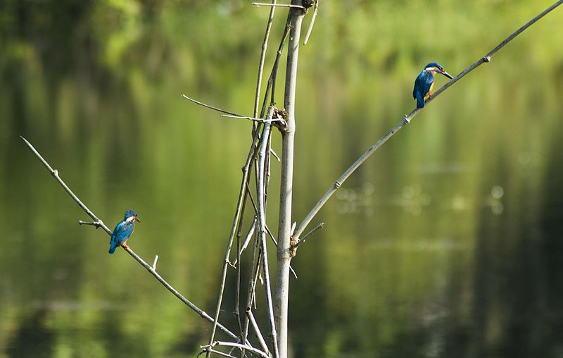 File:A pair of Small Blue Kingfisher at Thattekaad.jpg