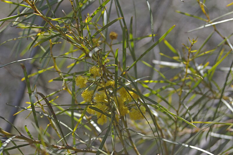 File:Acacia elongata.jpg