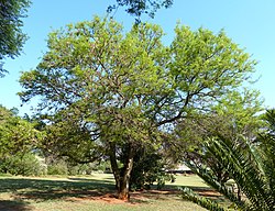 Acacia nigrescens, Pretoria NBT.jpg