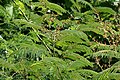 Acacia pennata in Anantgiri, AP W IMG 8797.jpg