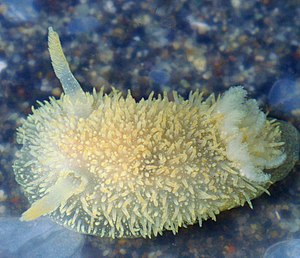 Soft waxy star snail (Acanthodoris pilosa)