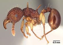 Acanthomyrmex crassispinus casent0101994 profile 1.jpg