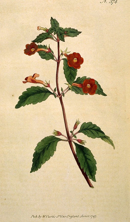 Tập_tin:Achimenes_erecta.jpg