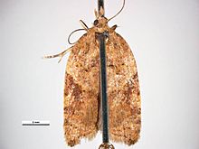 Acleris comariana.jpg