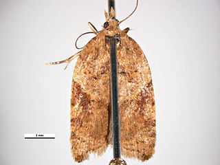 <i>Acleris comariana</i> Species of moth