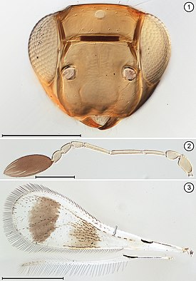 Самка Acmopolynema orientale. Шкала для 1, 2 = 200 мкм, 3 = 500 мкм.