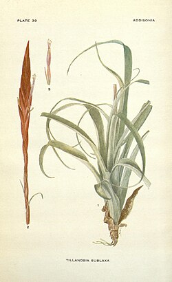 Addisonia (PLATE 039) (8574263653).jpg