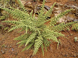 <i>Adenocarpus viscosus</i> Species of legume