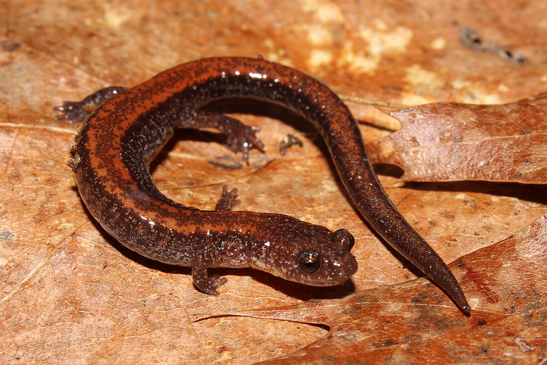 Red-backed salamander