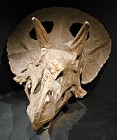 Specimen MOR 1122 Adult Triceratops.jpg
