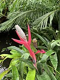 Aechmea bromeliifolia photo 2.jpg